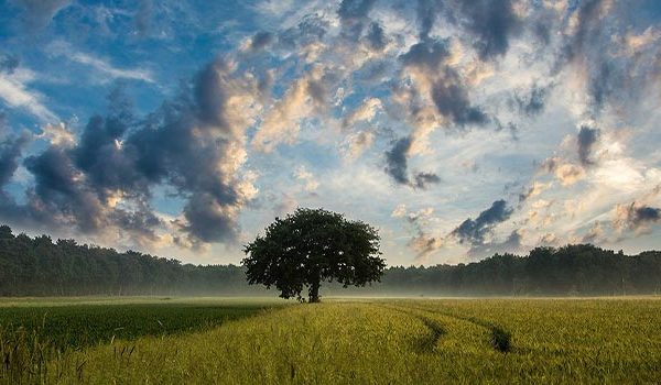 A single tree in the middle of a grassy field