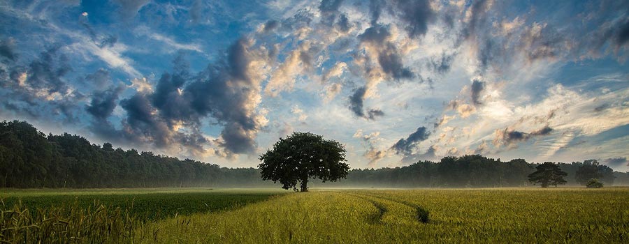 A single tree in the middle of a grassy field