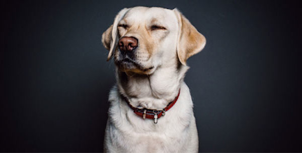 Portrait of a dog on a black background