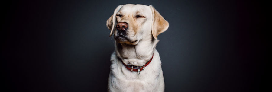 Portrait of a dog on a black background