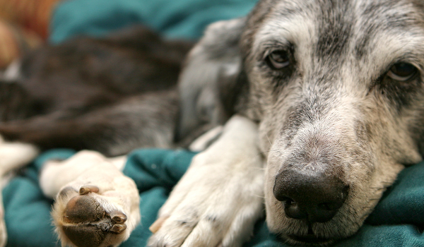 old pet