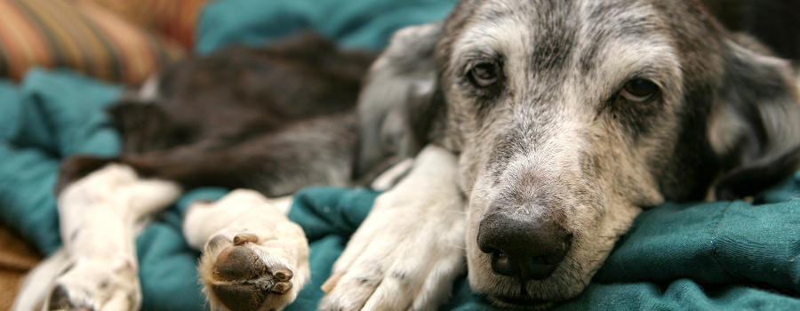 old pet