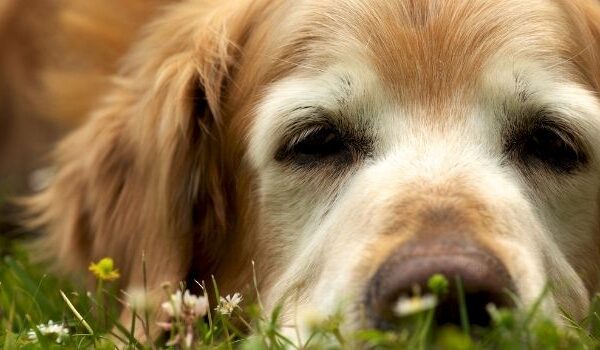 old dog in grass